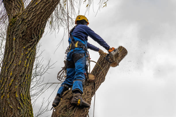 Tree and Shrub Care in Cleveland, GA