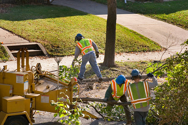 Trusted Cleveland, GA Tree Removal Experts