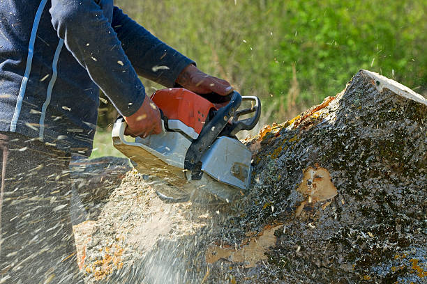 Best Tree and Shrub Care  in Cleveland, GA